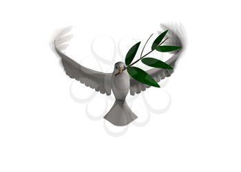 Dove Clipart