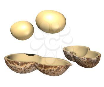 Shell Clipart