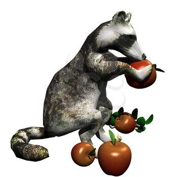 Raccoon Clipart