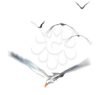 Gulls Clipart