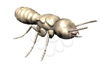 Termite Clipart