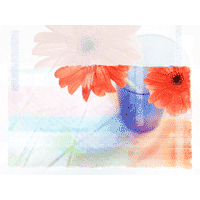 Gerbera PowerPoint Background