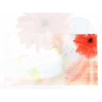 Gerbera PowerPoint Background