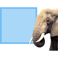 Elephant Sky slide with copy space