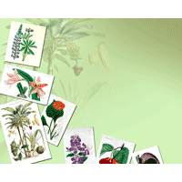 Botany PowerPoint Background