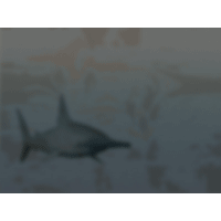 Shark PowerPoint Background