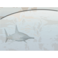 Shark PowerPoint Background