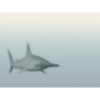 Shark PowerPoint Background