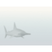 Shark PowerPoint Background