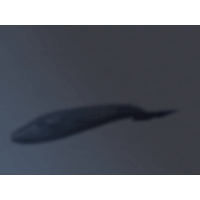 Whale PowerPoint Background