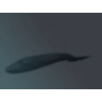 Whale PowerPoint Background