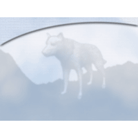 Wolf PowerPoint Background