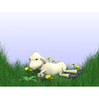 Sheep PowerPoint Background
