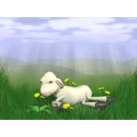 Sheep PowerPoint Background