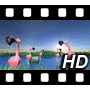 Flamingos in pond