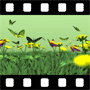 Pollinating Video