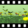 Flowers Video