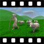 Shepherd Video