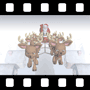 Reindeer Video