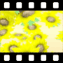 Yellow Video