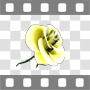 Yellow rose