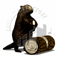 Beaver Animation