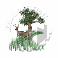 Deer Animation