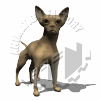 Chihuahua Animation
