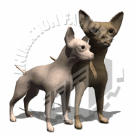 Chihuahuas Animation