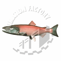 Salmon Animation