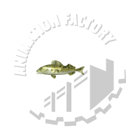 Trout Animation