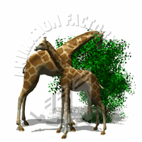 Giraffes Animation