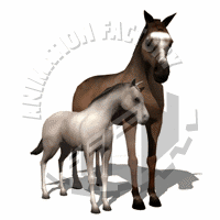 Foal Animation