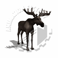 Moose Animation