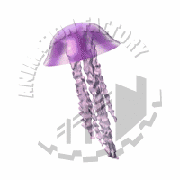 Jellyfish Animation