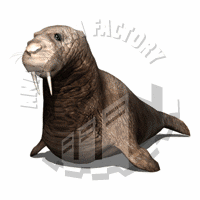Walrus Animation