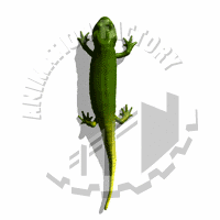 Salamander Animation