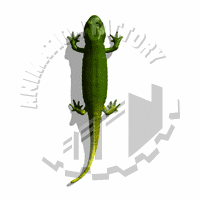 Salamander Animation