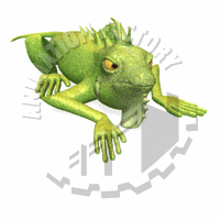 Iguana Animation