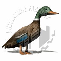 Mallard Animation