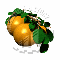 Oranges Animation