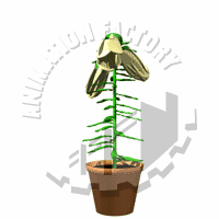 Flowerpot Animation
