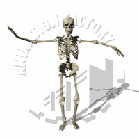 Bones Animation