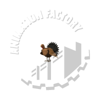 Poultry Animation