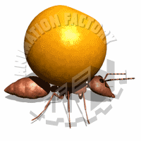 Citrus Animation