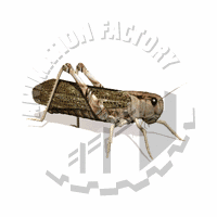 Grasshopper Animation