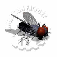 Diptera Animation