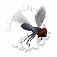 Housefly Animation