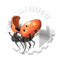 Beetle Animation