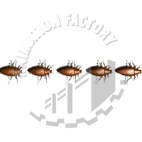 Roaches Animation
